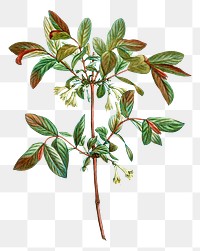 Blossoming honeyberry plant transparent png