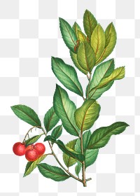 Evergreen strawberry tree transparent png