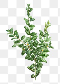 Buxus sempervirens fruticosa transparent png