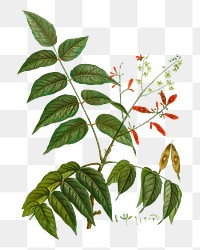 Tree of heaven transparent png