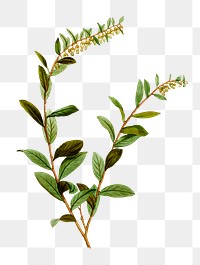 Andromeda marginata plant transparent png