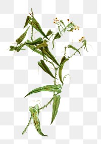 Milax aspera plant transparent png
