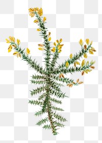 Blooming gorse flower transparent png