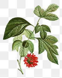 Paper mulberry flower transparent png