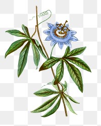 Blooming blue passionflower transparent png