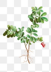 Lingonberry evergreen plant transparent png