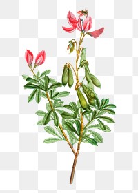 Ononis fruticosa flower transparent png