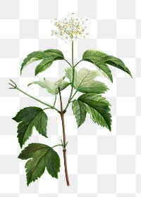 Guelder-rose flower transparent png