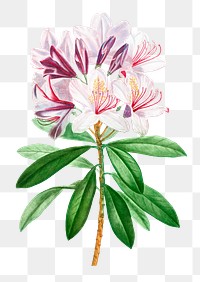 Blooming rhododendron ponticum transparent png