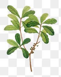 Northern bayberry plant transparent png