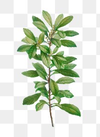 Firetree branch plant transparent png