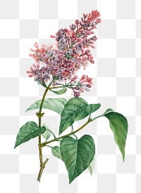 Pink common lilac transparent png
