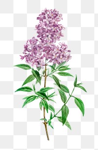 Vintage blooming persian lilac transparent png