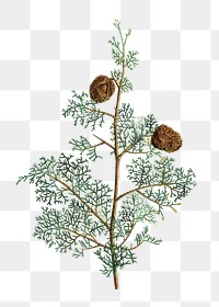 Mediterranean cypress plant transparent png