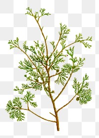 Atlantic white cypress branch plant transparent png