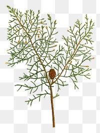 Chinese weeping cypress branch plant transparent png