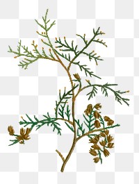Northern white-cedar branch plant transparent png