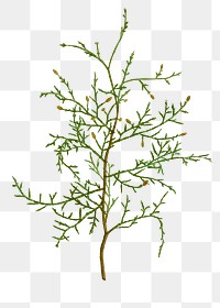 Sictus tree branch plant transparent png