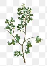 European buckthorn branch plant transparent png
