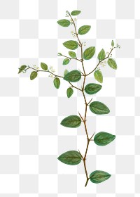 Christ&#39;s thorn branch plant transparent png