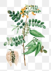 Bladder-senna plant transparent png