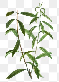 White willow branch plant transparent png