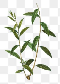 Golden willow branch plant transparent png