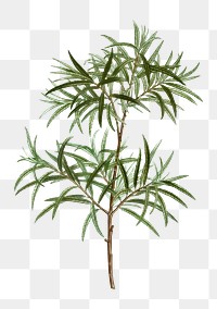 Bitter willow branch plant transparent png