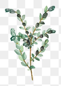 Creeping willow plant transparent png
