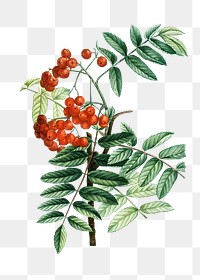 Mountain ash plant transparent png