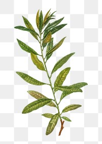 Rhodora branch plant transparent png