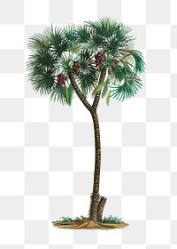 Date palm tree transparent png
