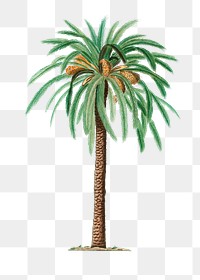Date palm plant transparent png