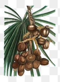 Date palm plant transparent png