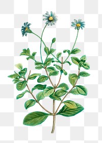 Blue marguerite plant transparent png