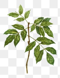 Manna ash branch plant transparent png
