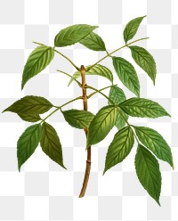 American ash branch plant transparent png