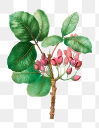 Pistachio flowering plant transparent png