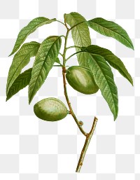 Almond branch plant transparent png