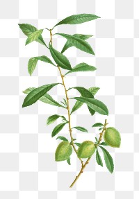 Dwarf Russian almond branch plant transparent png
