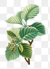 Broad-leaved whitebeam plant transparent png