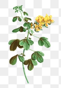 Yellow rattlebox plant transparent png