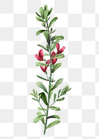Cocky&#39;s tongues plant transparent png