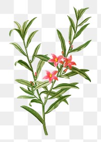 Willow-leaved crowea branch plant transparent png