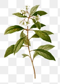 Sweet pittosporum branch plant transparent png​​​​​​​