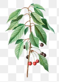 Wild cherry branch plant transparent png