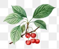 Cherry branch plant transparent png​​​​​​​
