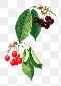 Cherry fruit tree transparent png