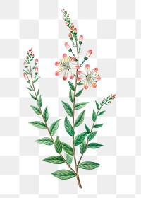 Tarflower branch plant transparent png