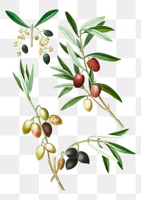 Olive tree branch transparent png